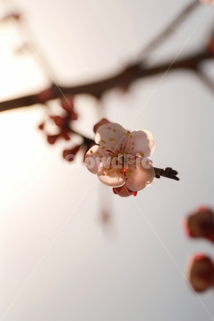 매화,꽃,식물,봄,역광,flower,plant,spring,따뜻함,nature,자연,식물,자연,plants,nature,꽃,flower
