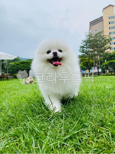 포메라니안,귀여운강아지,강아지,애견,흰색포메,뛰어다니는강아지,애완동물