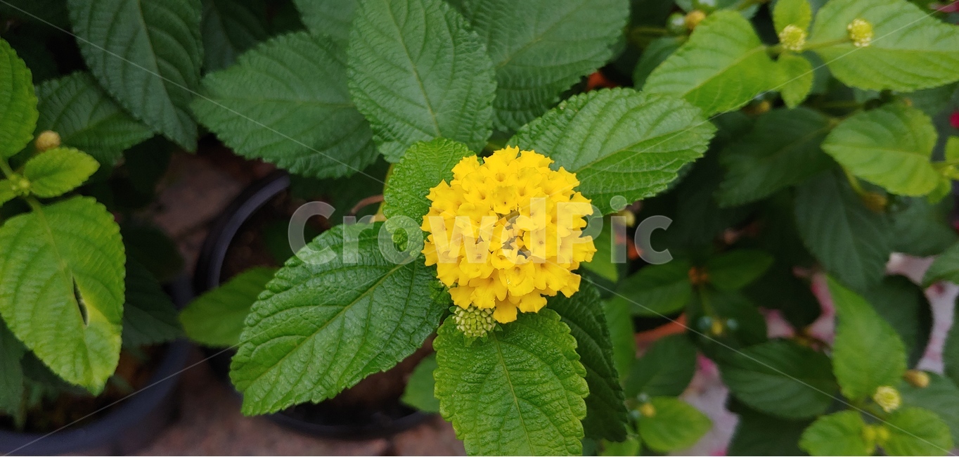 식물,자연,꽃,란타나,노란꽃,노란색,yellow,여름,여름꽃,식물,자연,plants,nature,꽃,flower
