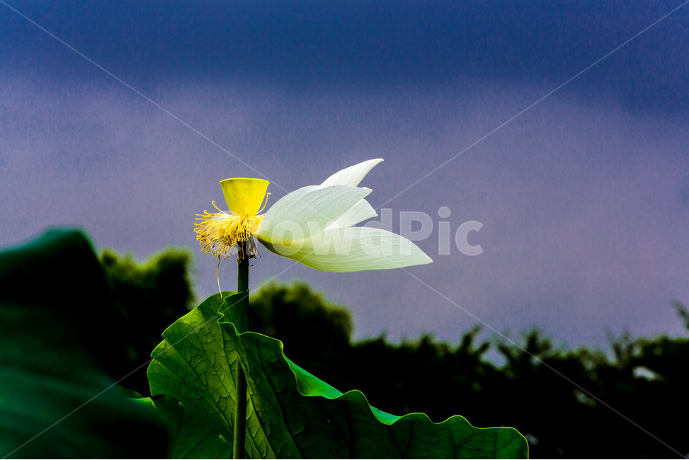연꽃,연잎,문양,무늬,하늘,바람,식물,자연,plants,nature,꽃,flower