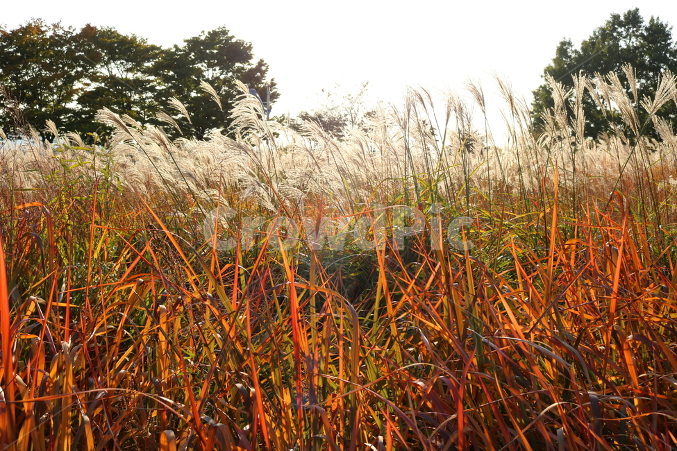 억새,자연,풍경,가을,축제,억새축제,들풀,하늘공원,공원,하늘,가을,계절,fall,autumn,season,grass,잔디,plant,식물,lawn,reed,갈대