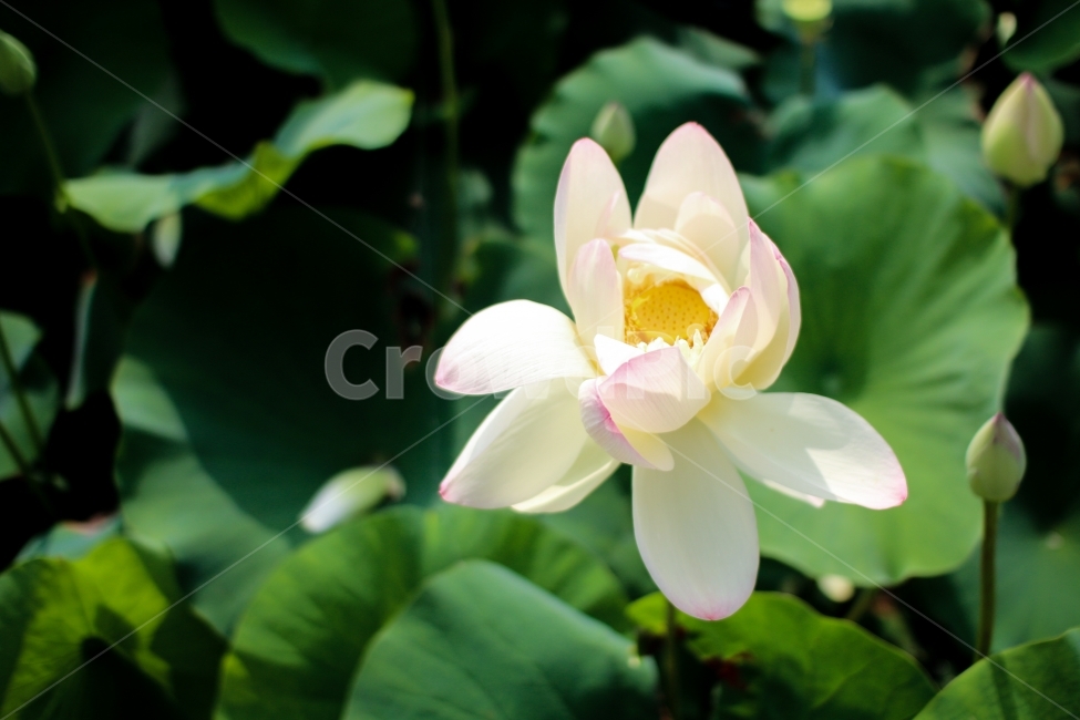 연꽃,연잎,식물,꽃,비온뒤,꽃잎,식물,자연,plants,nature,꽃,flower