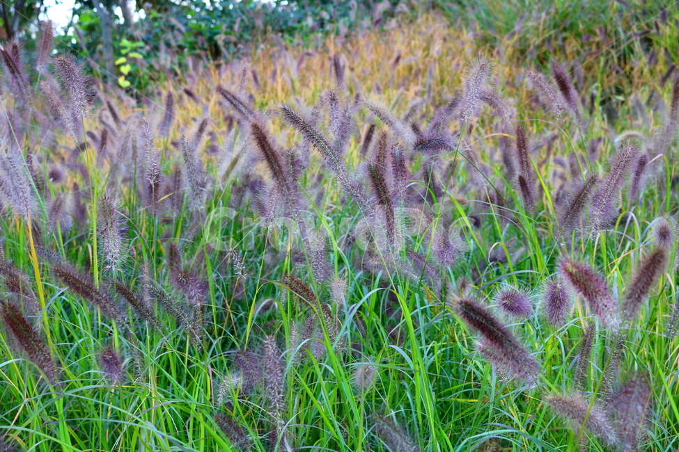 수크령,길갱이,랑미초,식물,벼과,벼과식물,자연,식물,자연,plants,nature