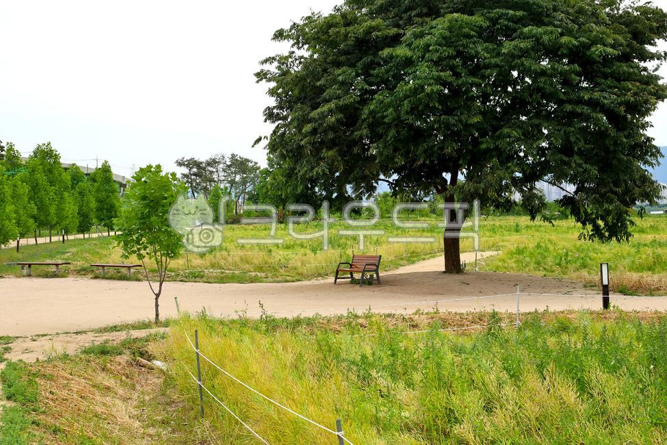 구리한강시민공원,한강공원,nature,자연,outdoors,옥외,나무,의자,벤치,공원,봄,tree,plant,식물