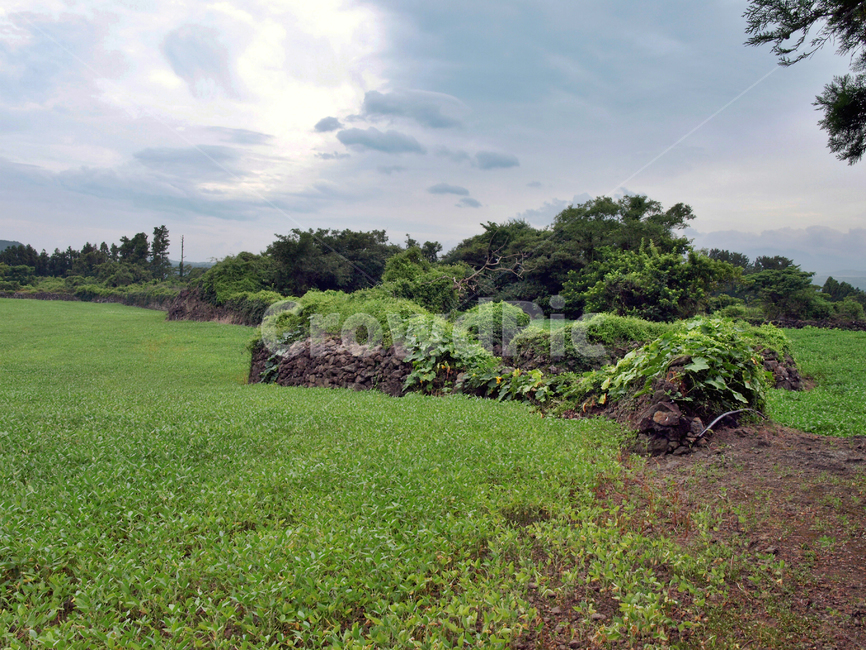 오시록헌농로,밭,농작물,제주,올레14코스,올레길,자연,풍경,nature,landscape,grassland,목초지,outdoors,옥외,field,들,plant,식물,grass,잔디,land,땅
