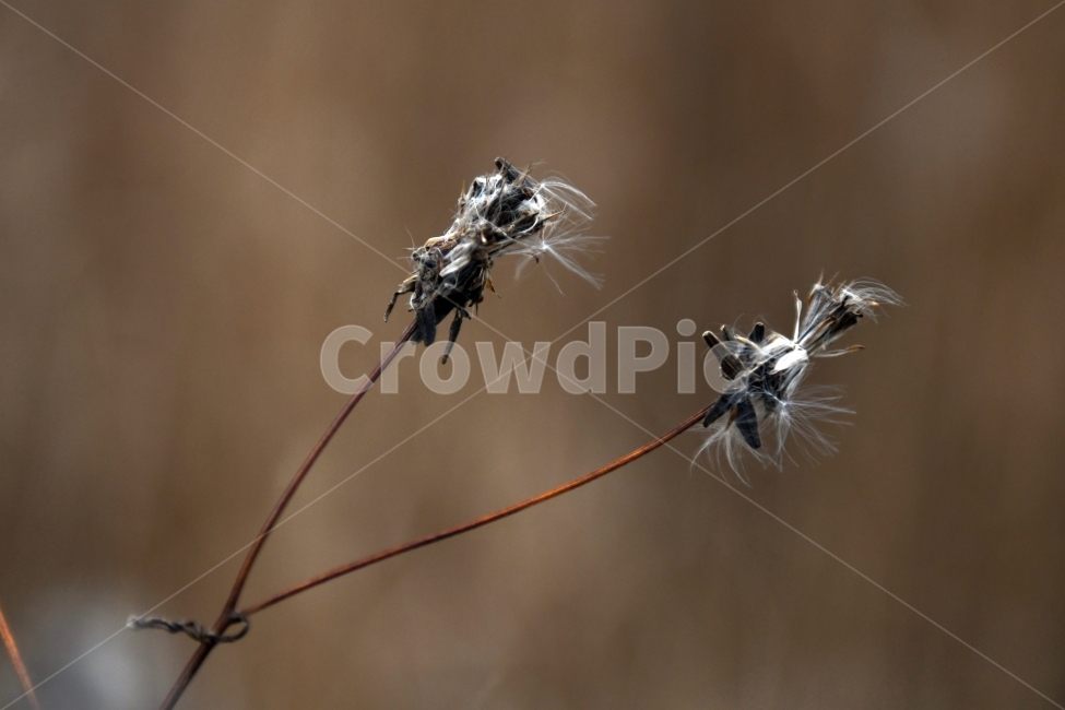 갈대,갈대밭,우음도,겨울갈대,길,풍경,강아지풀,겨울,계절,winter,season,식물,자연,plants,nature