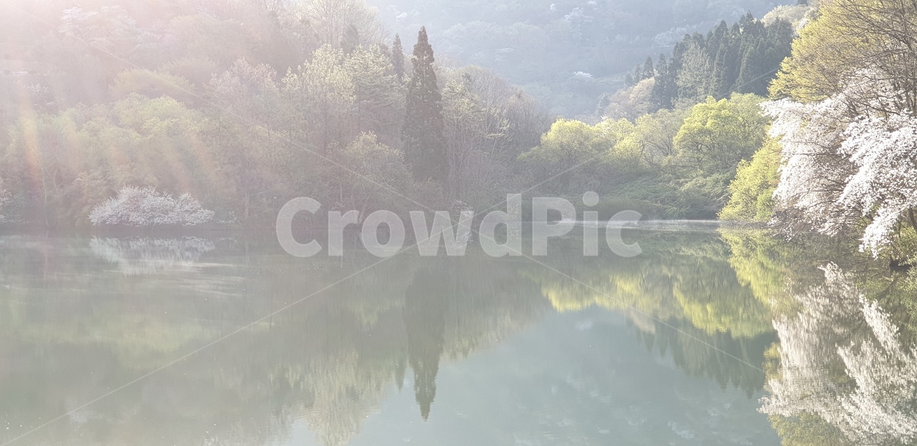 세량지,벗꽃,봄풍경,호수,자연