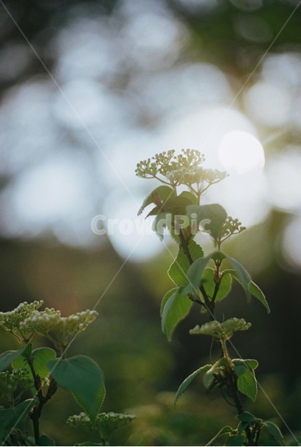빛,꽃,풀,자연,초록,식물,자연,plants,nature