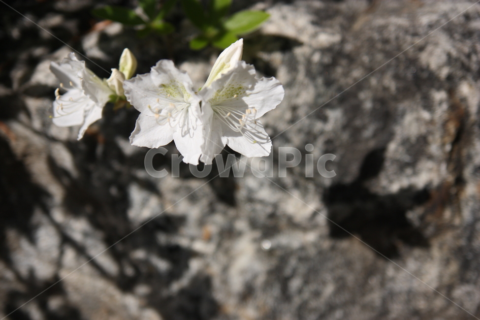 흰진달래,봄꽃,봄나들이,중앙공원,꽃,blossom,flower,plant,식물