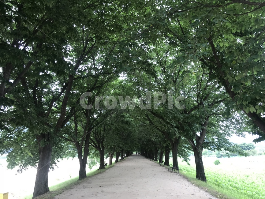안동,하회마을,나무,길,자연,자연,풍경,nature,landscape,outdoors,옥외,garden,정원,arbour,정자,plant,식물,tree