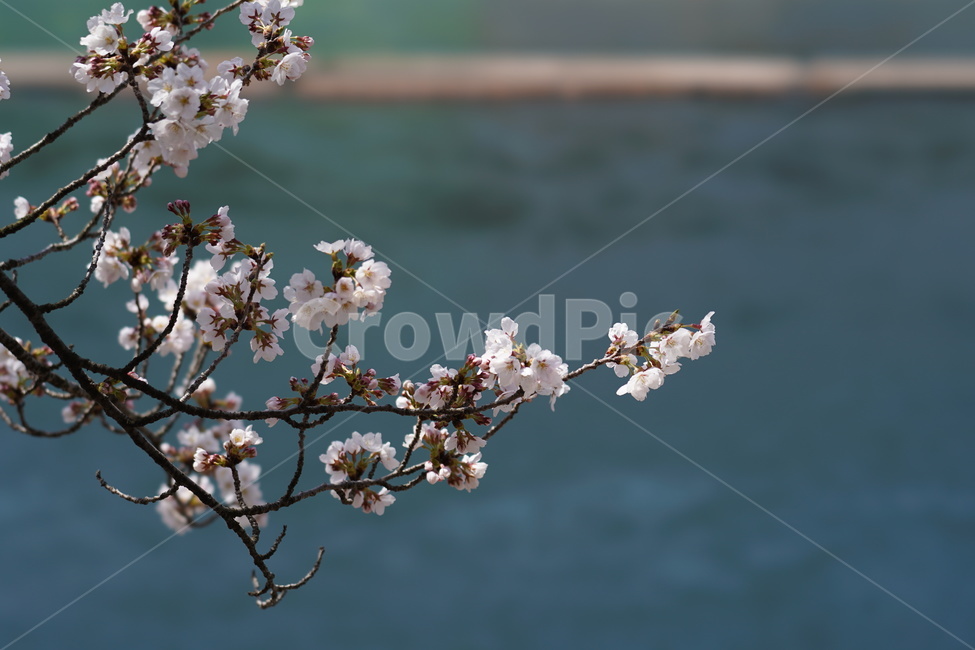 꽃,봄,계절,식물,plent,flower,자연,벚꽃,하얀색,강