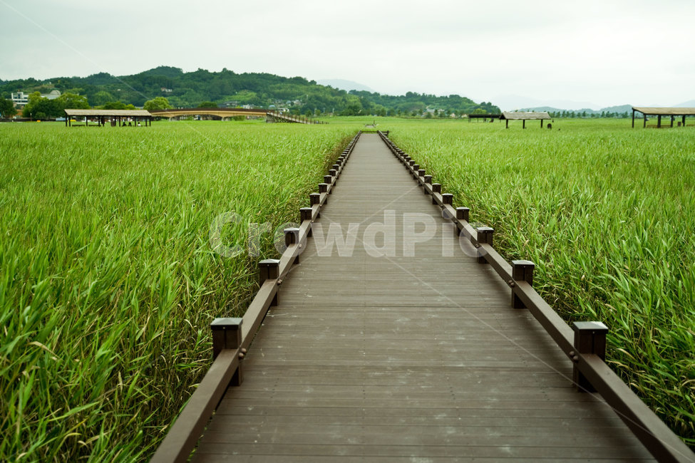 갈대,갈대밭,순천만습지,갈대밭길,초록,갈대숲길,바람,여름,풍경,자연,nature,background