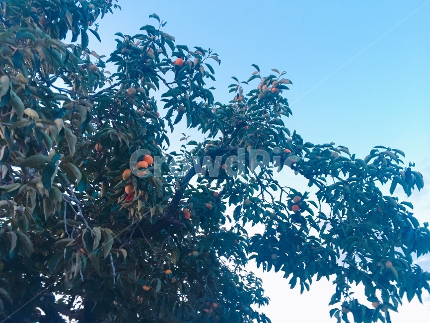감나무,나무,식물,자연,가을,하늘,식물,자연,plants,nature,나무,trees,wood