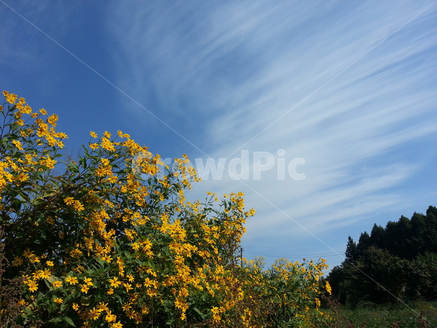 노란꽃,하늘,구름,자연,풍경,flower,sky,cloud,식물,자연,plants,nature,꽃,flower