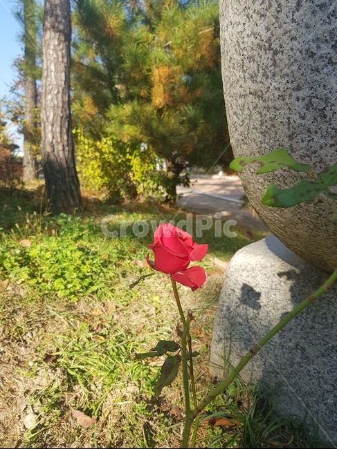 장미,한송이,가을,특이색감,햇빛