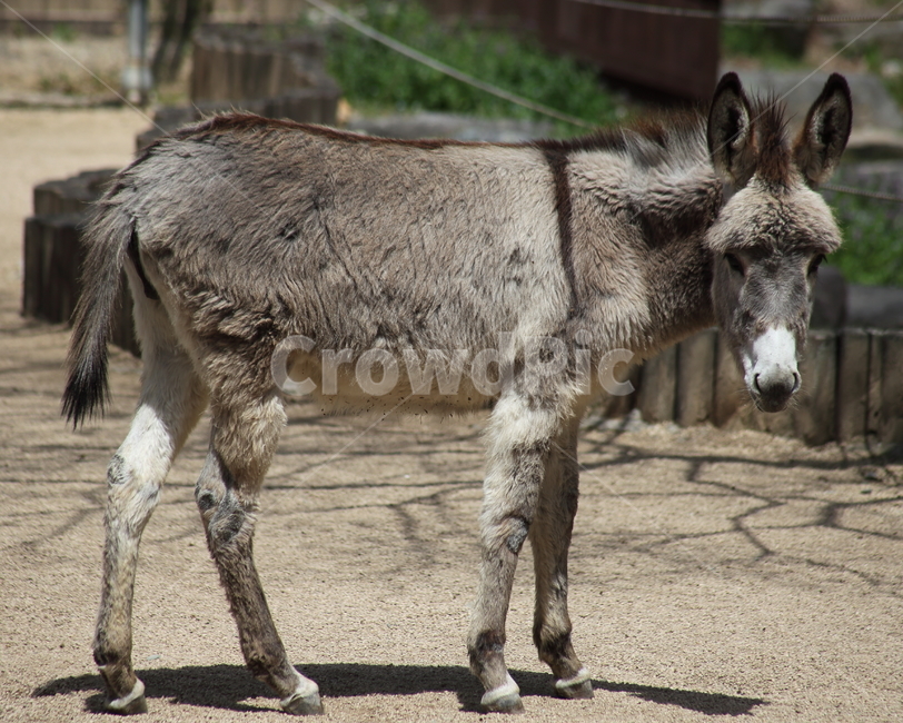 당나귀,동물,가축,donkey,ass