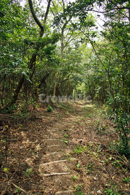 올레길,추자도,하추자도,올레181코스,올레코스,제주,섬,자연,숲길,자연,풍경,nature,landscape,ground,바닥,vegetation,초목,plant,식물,tree,나무,land,땅,outdoors,옥외,woodland,삼림지,forest,숲,path,통로