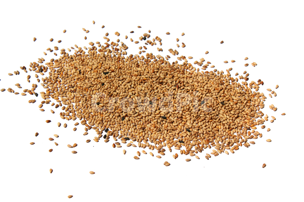 brown,closeup,dry,dummy,food,gold,grain,macro,meal,natural,nature,organic,plant,seed,seeds,sesame,sesameseed,sesameseeds,top,topangle,topview,yellow,깨,참깨,곡식,곡류,음식,음식재료,식재료,식물,씨앗,씨,갈색,브라운,말린,말리는,건조,자연,클로즈업,탑앵글,탑뷰,깨소금,농작물,농촌,농사,흰배경,더미,덩어리,많은,모아놓은,모으다,화이트,흰색,음식,식재료,요리,food,cook,meal,dishes,food reserves,곡류,곡식,cereals