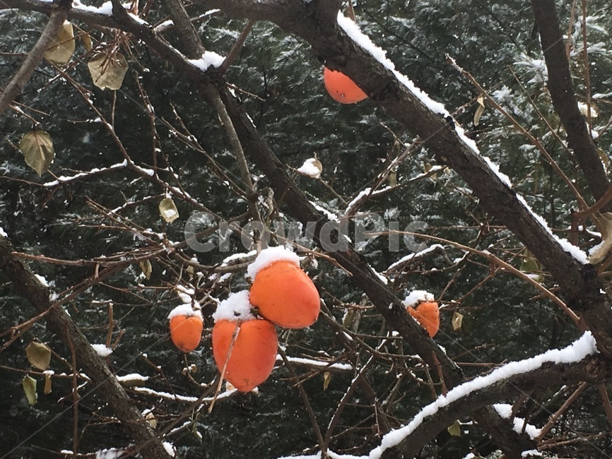 눈맞은감,초겨울,늦가을,홍시,주황색