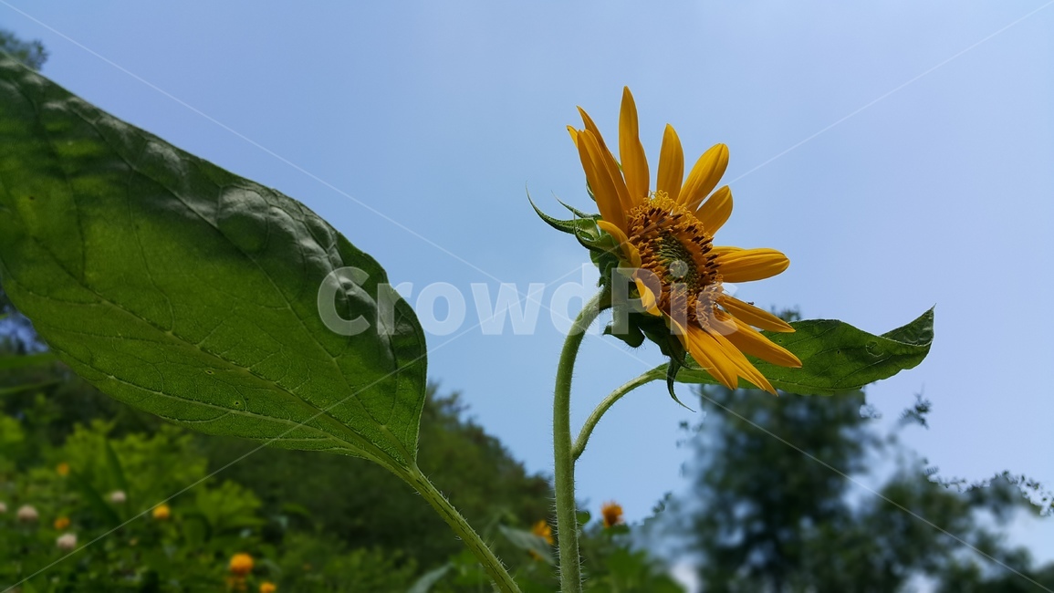 해바라기,꽃,야생화,노란색,wildflower
