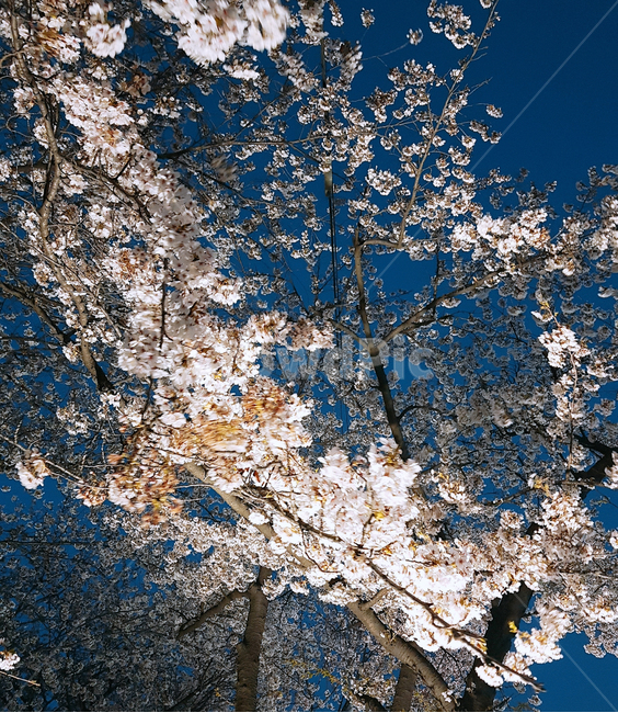 벚꽃,식물,꽃,야경,봄,cherryblossoms,plant,flower,nightview,spring