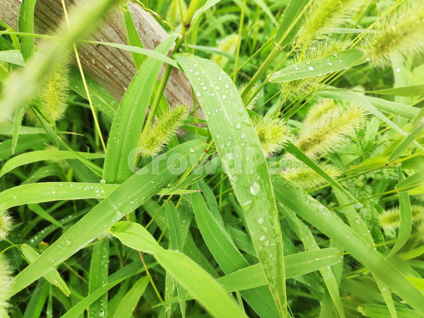 plant,식물,잎,초록,plants,green,leaf,식물,자연,plants,nature