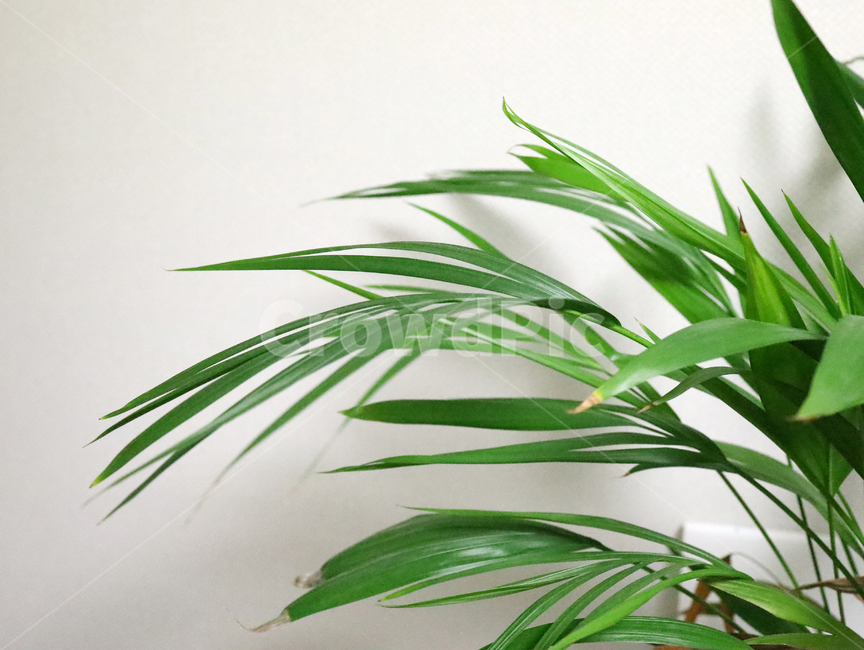 plant,식물,화초,초록,녹색,아레카아쟈,테이블야자,실내,자연,plants,nature,식물,자연,plants,nature