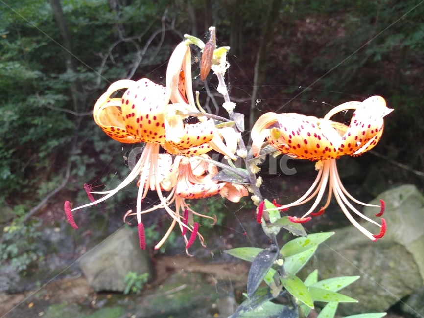 참나리,나리,liliumlancifolium,권단,백합과,나리꽃,식물