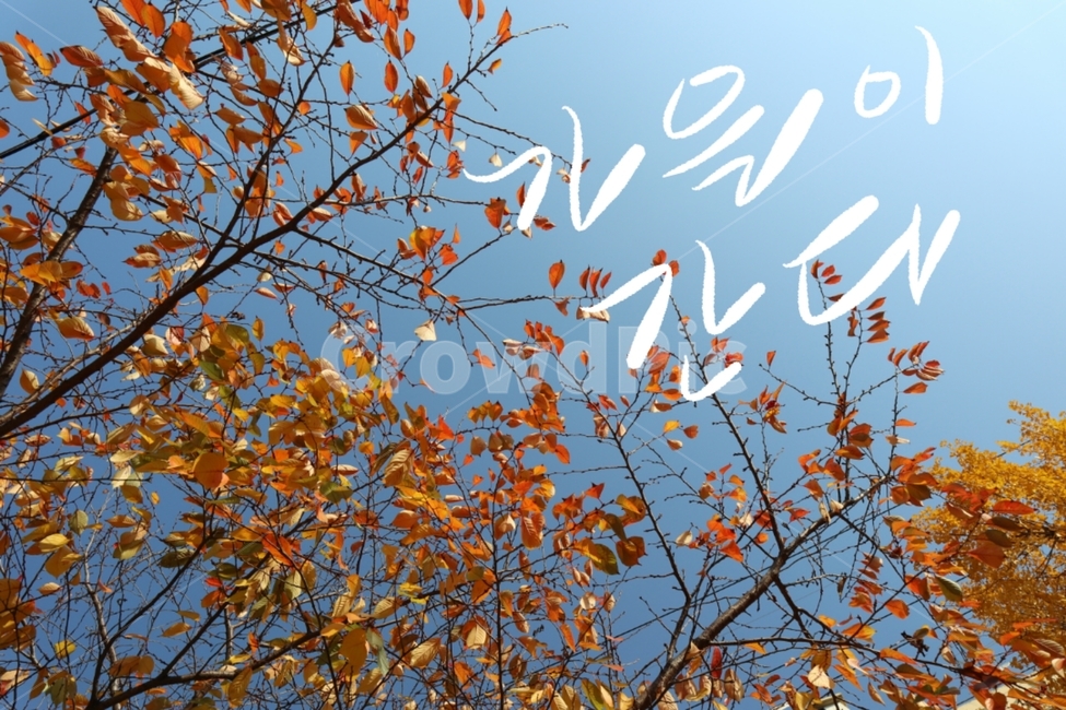 캘리그라피,가을,낙엽,계절,붓글씨