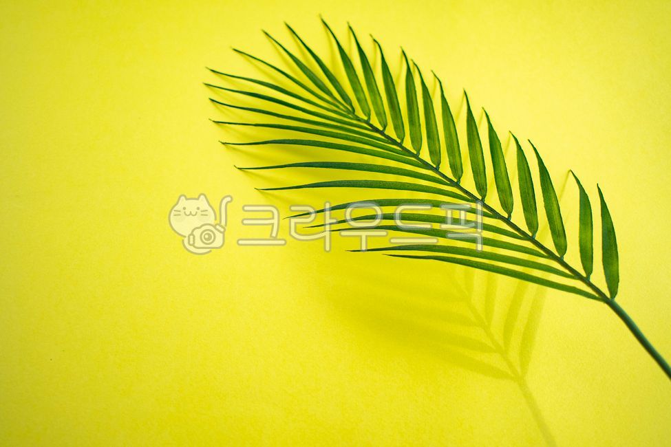 shadow,beauty,White space,Modern,palm tree,radial,tropical country,leaves,copy space,stripe,natural,shape,tree,emptied,pointed,light,background,plant,silhouette,loose,green yellow,hundred,bush,yellow,pattern,frond,sun,summer,fluttering,design,advertisemen
