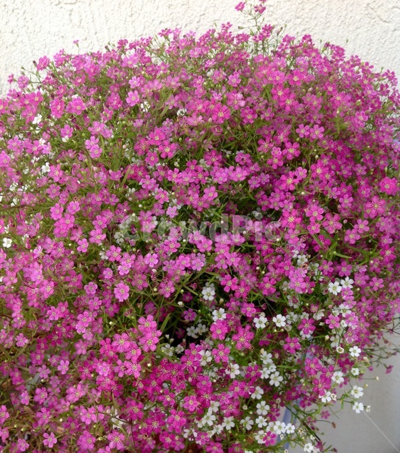 안개꽃,물안개꽃,꽃,식물,핑크꽃,식물,자연,plants,nature,꽃,flower