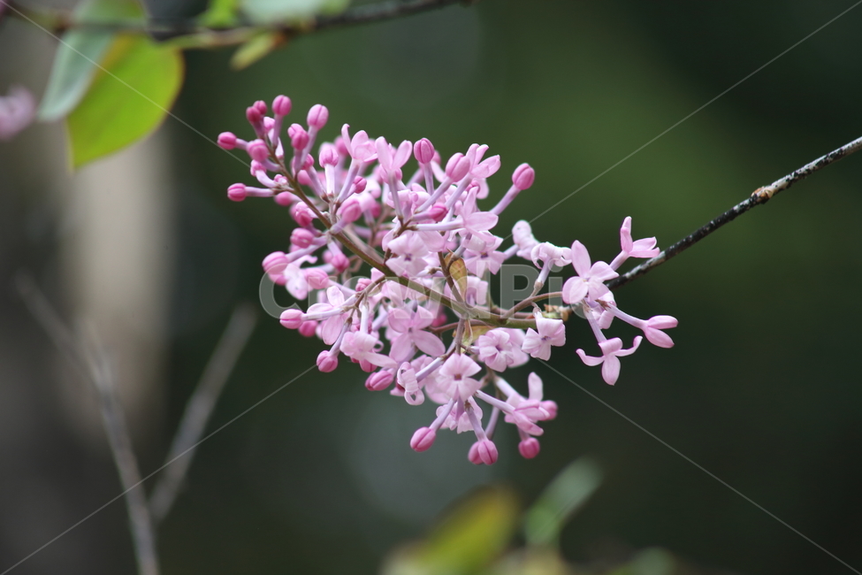 라일락,라라꽃,봄,꽃,commonlilac,수수꽃다리,식물,자연,plants,nature,꽃,flower