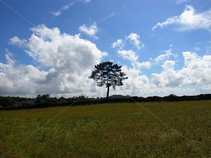자연,nature,나무,제주,구름