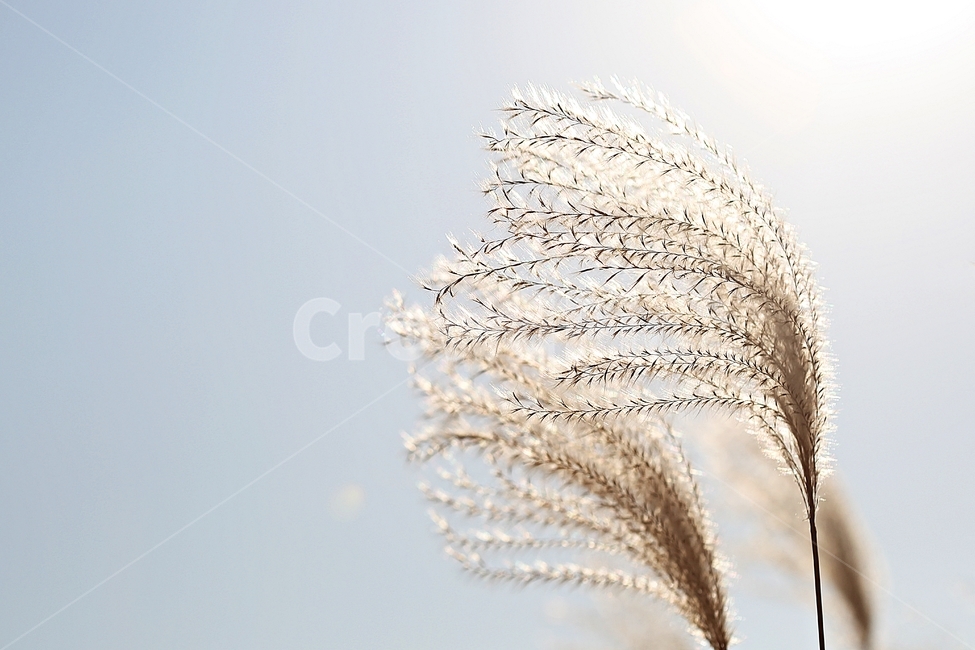 갈대,억새,풀,갈대꽃,식물,자연,공원,가을,계절,fall,autumn,season