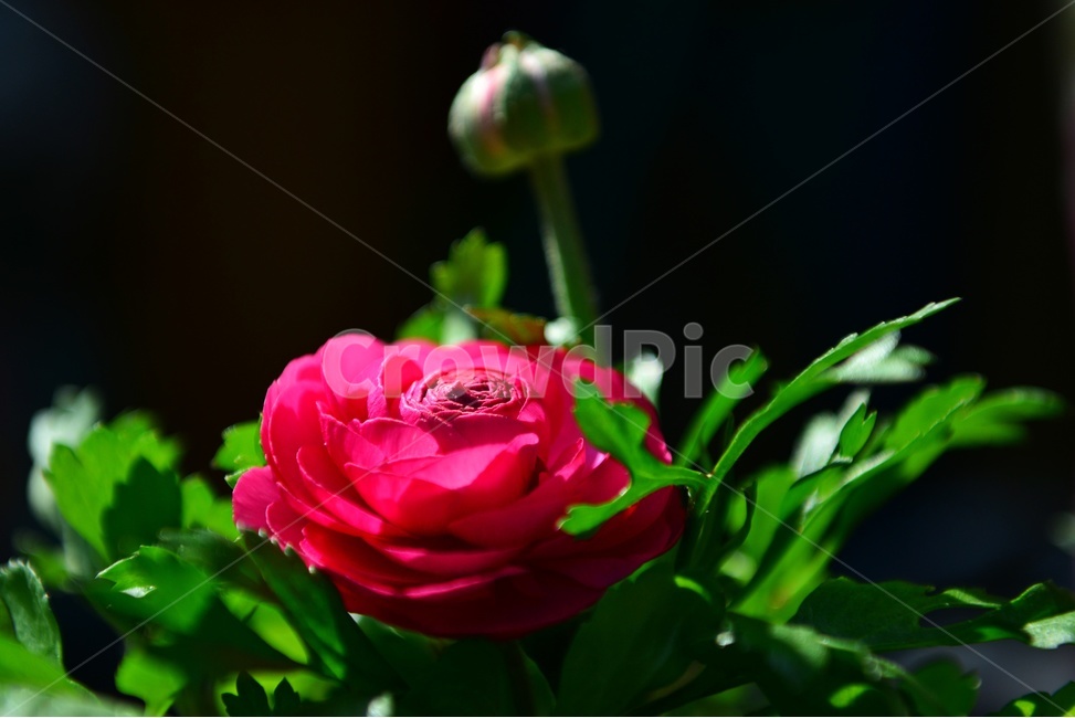 blossom,plant,식물,flower,꽃,봄꽃,공원,빨간꽃,라넌큘러스,꽃봉우리,식물,자연,plants,nature,꽃,flower