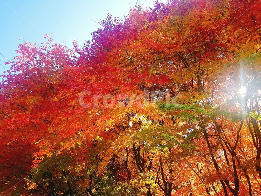 알록달록,단풍나무,울긋불긋,단풍,나무,가을,계절,fall,autumn,season,tree,maple,plant,식물,leaf,잎