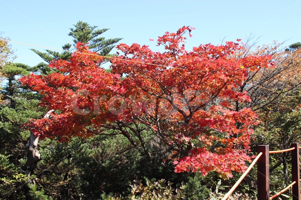 단풍,가을,가을산,단풍나무,한라산,가을,계절,fall,autumn,season,자연,풍경,nature,landscape,식물,plants,나무,trees,wood,tree,plant,leaf,잎