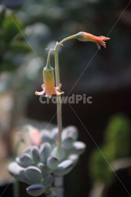 방울복랑,꽃,다육이,cotyledonorbiculata,방울복랑꽃