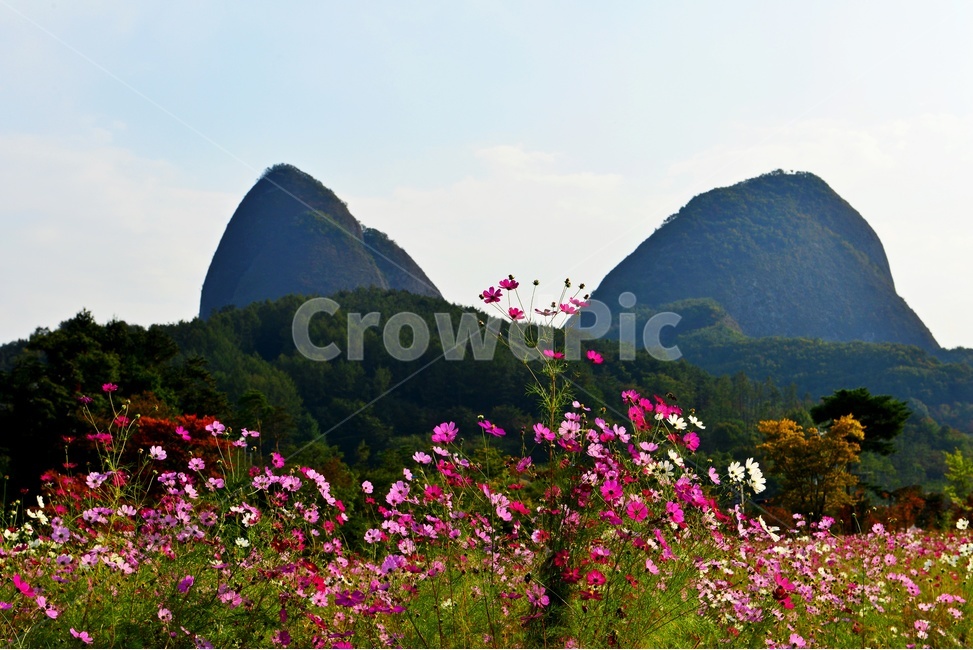 전북,진안,마이산,농업,농사,경작,가을,계절,nature,자연,outdoors,옥외,field,들,코스모스,코스모스꽃,꽃밭,자연,풍경,nature,landscape