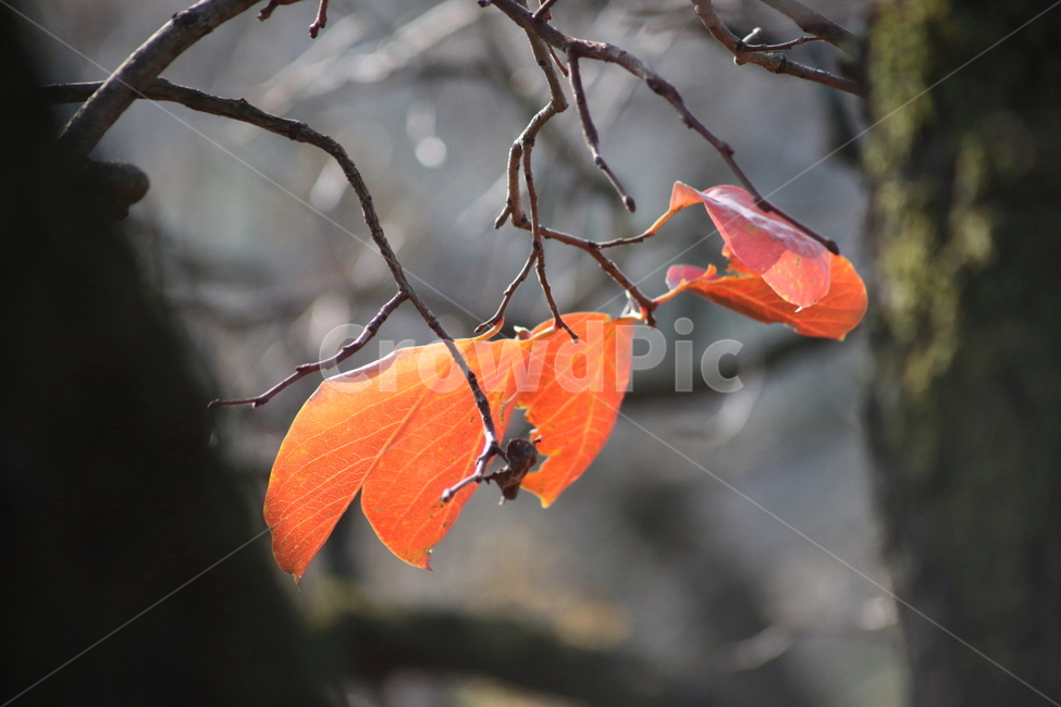 잎,감잎,가을,redleaves,leaf,가을,계절,fall,autumn,season,plant,식물