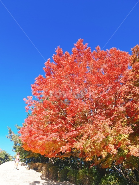 단풍,하늘,빨간단풍,빨간색,파란색,가을,가을단풍,가을,계절,fall,autumn,season,자연,풍경,nature,landscape,tree,나무,plant,식물,maple