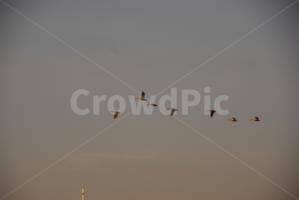 철새,새,야생,birds,하늘,동물,animal,조류,새,birds