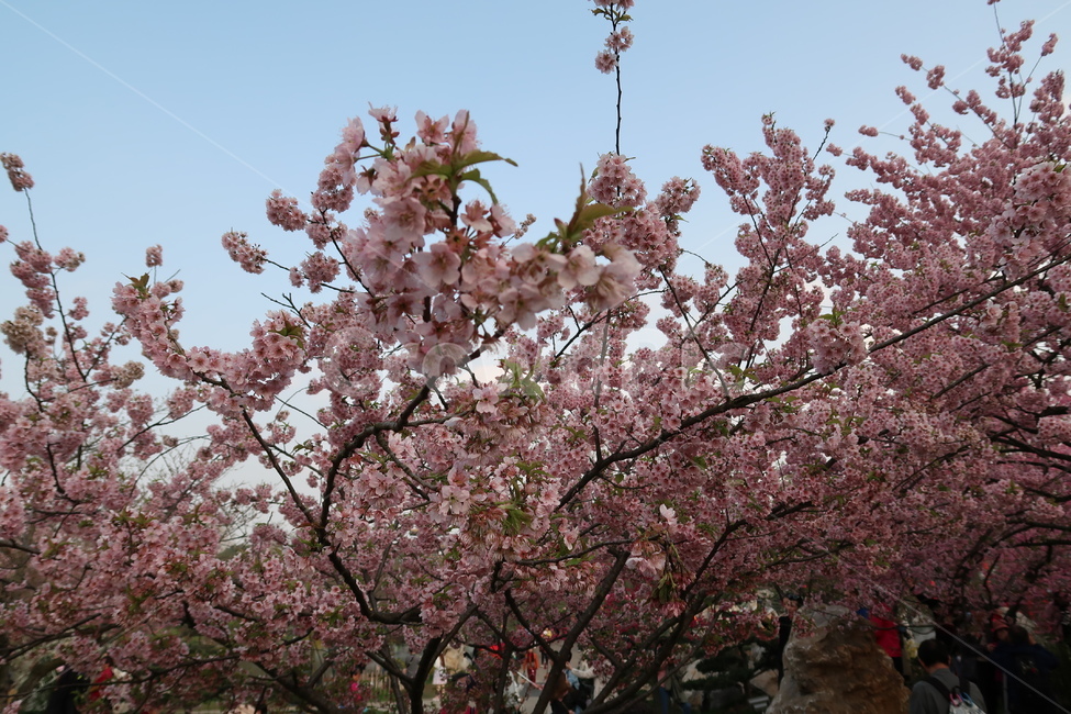 꽃,봄,계절,풍경,벚꽃,하늘,소풍,봄,계절,spring,season,plant,식물,blossom,flower
