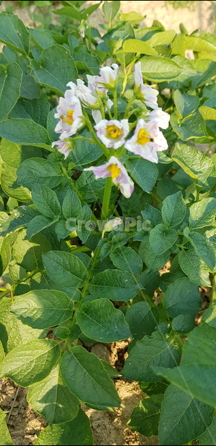 감자꽃,감자,수미감자,텃밭,도시농부,식물,plant