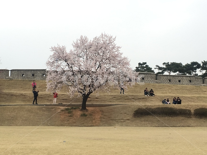 벚꽃,나무,봄,수원,벚꽃나무