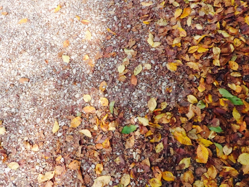 가을,낙엽,걷다,나뭇잎,오후,햇살,이미지,사진,식물,자연,plants,nature,가을,계절,fall,autumn,season,ground,바닥,gravel,자갈,road,도로,dirt road,흙길