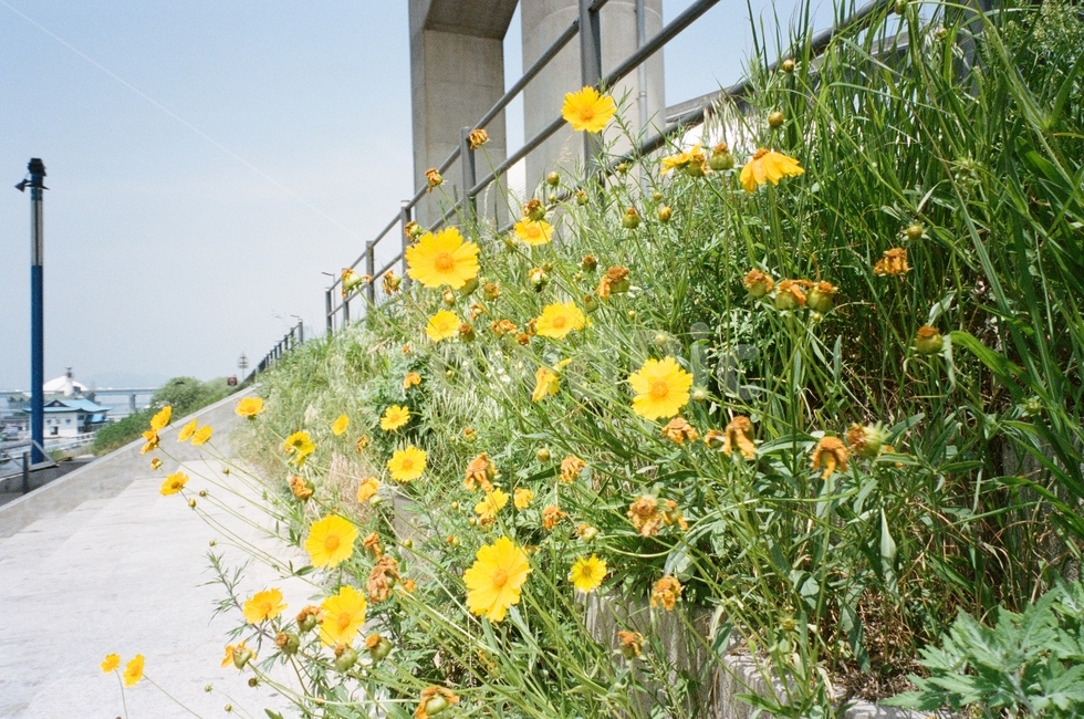 한강,봄,꽃,코스모스,노란색,기둥,뚝섬유원지,풀,초록색,green,yellow,hanriver,구조물,뚝섬,hanriver,풍경,필름,아날로그,film,filmphotography,analog