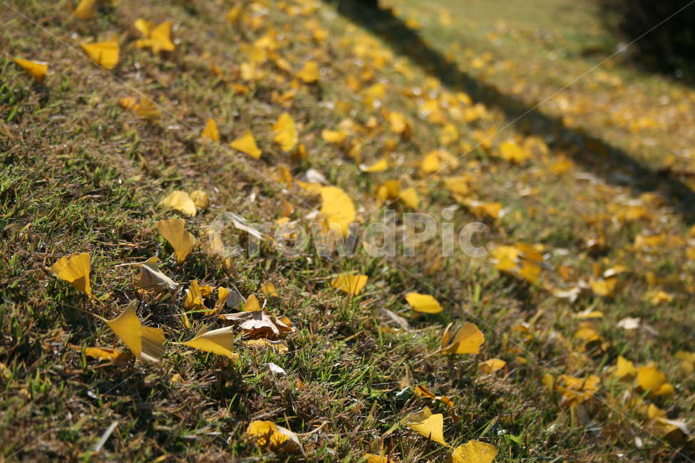 낙엽,은행잎,그림자,가을빛,가을,잔디,감성,가을,계절,fall,autumn,season,ground,바닥,leaf,잎,plant,식물