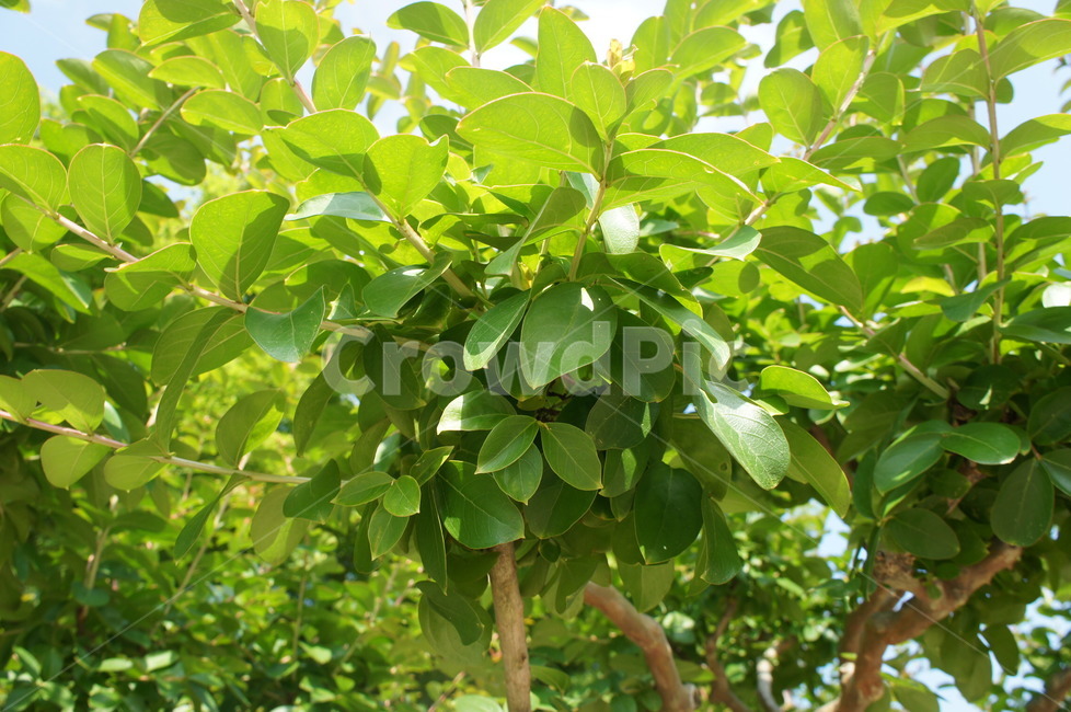 여름,나무,푸르름,생명,초록,leaf,잎,plant,식물