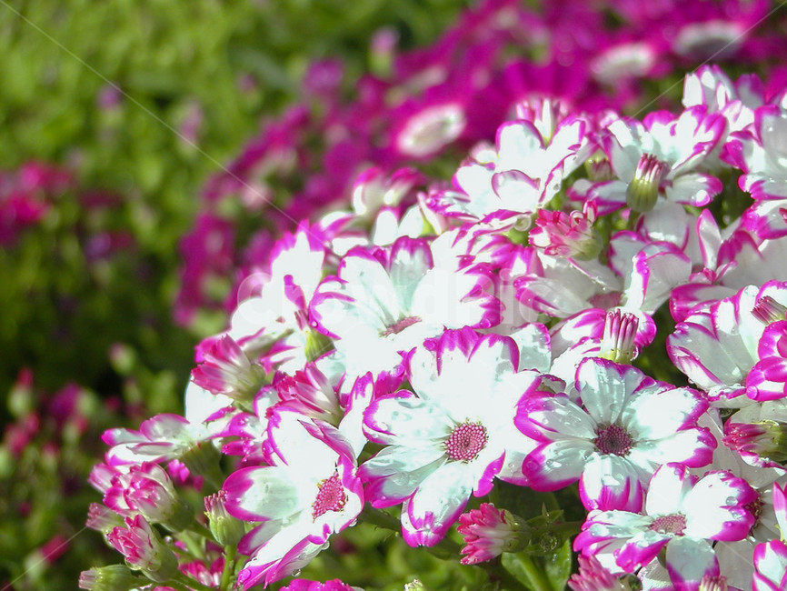 시네라리아,시네라리아꽃,식물,flower,blossom,plant,꽃,봄꽃,화분